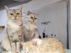 -Heymao猫咖.咖啡厅(东门店)