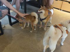 -百好乐宠物友好餐厅(朝外大街店)