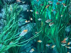 -上海海洋水族馆