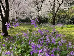 -苏州上方山国家森林公园