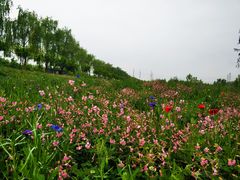 -洨河生态公园