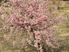 -大兴滨河森林公园