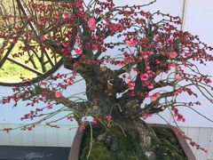 -香雪海
