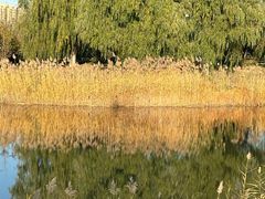 -大兴滨河森林公园