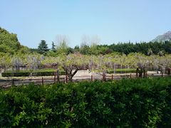 -嘉定紫藤园