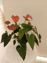 -Dr.林醫生产后修复·超级店(南京江宁同曦店)