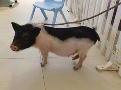 -怪兽屋·羊驼·猫咖·狗咖(俊华广场店)