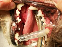 -菲尔斯特宠物医院