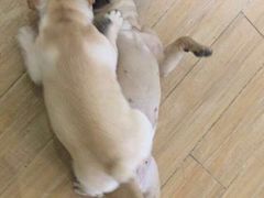 -Double Rui宠物酒店