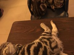 -名猫咖啡馆·撸猫·拼豆