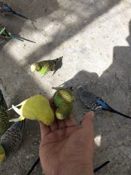 -上美四季动物农场
