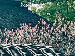 -祝家花園(伯渎港店)