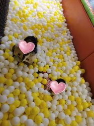 -宝燕乐园(闵行旗舰店)