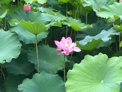-陈家山荷花公园