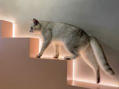 -猫儿山۰猫主题餐厅