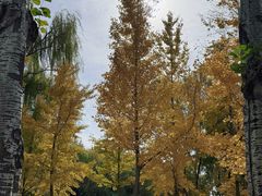 -大兴滨河森林公园