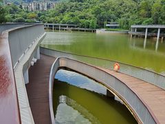 -银湖山郊野公园-相思林