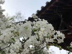 -西安青龙寺遗址景区