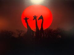 -罗红摄影艺术馆