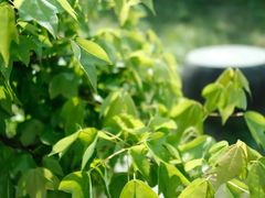 -杭州植物园