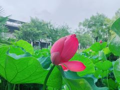 -长安上水缘度假庄园