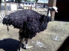 -大连森林动物园