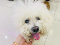 -天宠宠物医院24小时·急重症诊疗中心·全科·腔镜特色(和平分院)