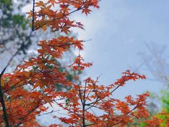 -火炉山森林公园