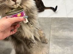 -楼上猫咖(罗湖店)