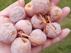 -四川大学(华西校区)