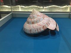 -青岛贝壳博物馆