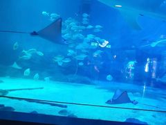 -烟台海昌鲸鲨海洋公园