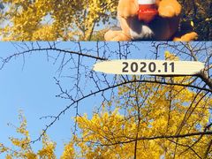 -三里屯东五街银杏大道