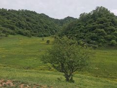 -关山草原