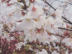 -南汇桃花村