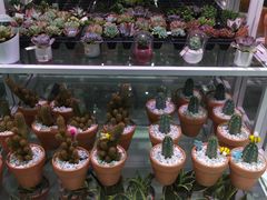 -KKV(深圳宏发大仟里店)