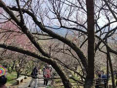 -香雪海