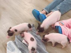 -浣熊柯尔鸭土拨鼠·电玩咖