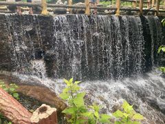 -王顺山国家森林公园
