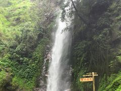 -莫里热带雨林景区