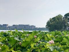 -金鸡湖桃花岛