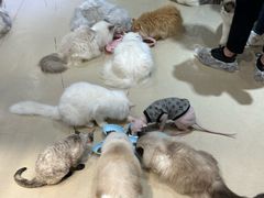 -藏猫猫咖啡主题馆(中央大道店)