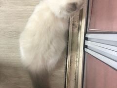 -东方名猫馆·英短金渐层布偶猫舍(环线广场1号楼店)