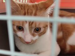 -艾吉宠物医院·疑难杂症转诊中心·猫友好(碧江路院)