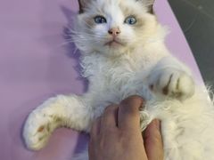 -十年猫舍·猫咪专门店(普陀店)