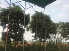 -化龙驾考场