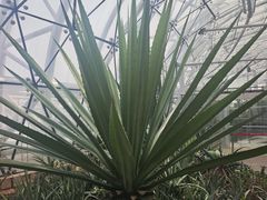 -北京植物园-展览温室