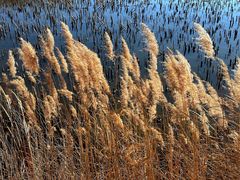 -野鸭湖国家湿地公园