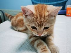 -纳吉亚猫专科动物医院博雅分院