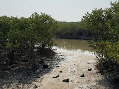 -红树林天天赶海